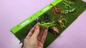 Распаковка насекомых!