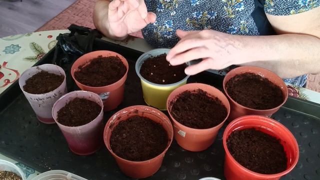 #35#Посадка острого перца,Новый проект смотреть онлайн