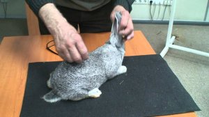 Семинар по кролиководству. Экспертиза кролика породы Советская шиншилла