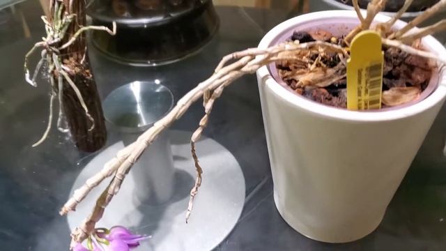 Цветуны Сентября 2021. Саррацения цветёт. Новая Шилошиста. смотреть онлайн