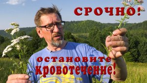 Тысячелистник на рану. Внутренние кровотечения
