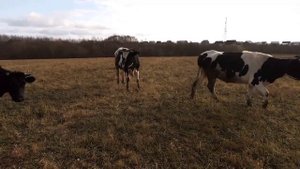 Готовимся к зиме. Убираем электро пастух .