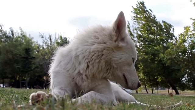 Canon EOS 600D - Video Test смотреть онлайн