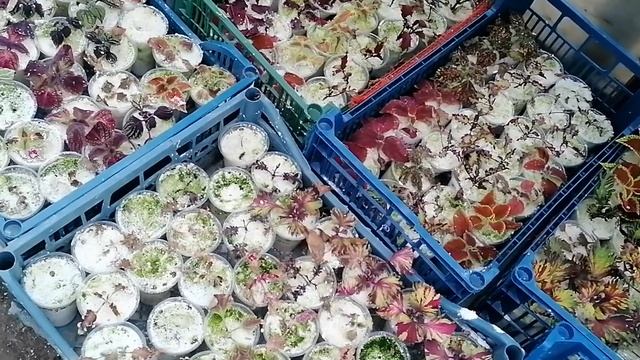 Колеусы 31 марта часть2 смотреть онлайн