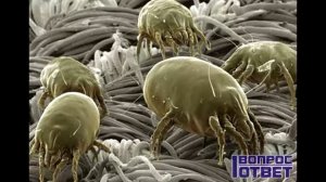 Как избавиться от пылевых клещей