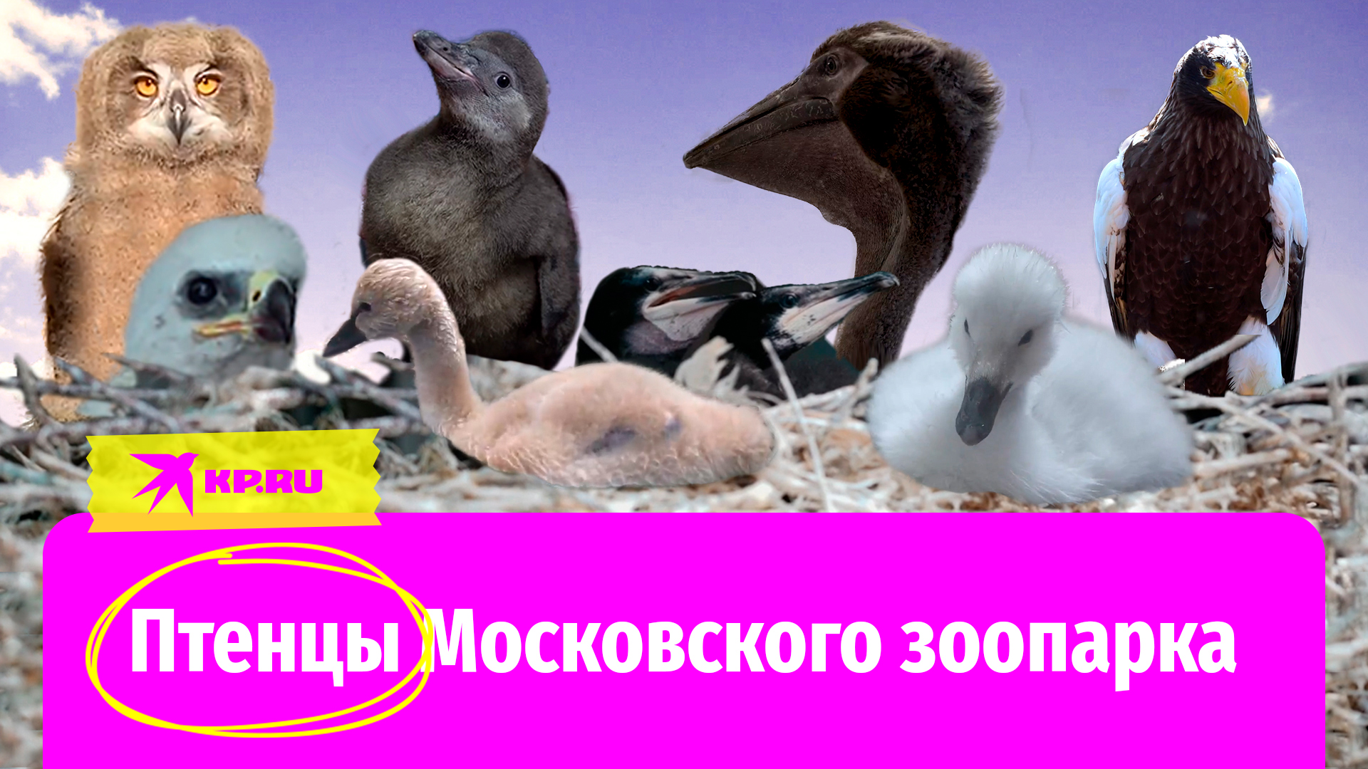 Пернатые детишки Московского зоосада