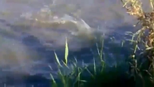 СТАЯ ПИРАНИЙ НАПАЛА НА ЧЕЛОВЕКА! смотреть онлайн