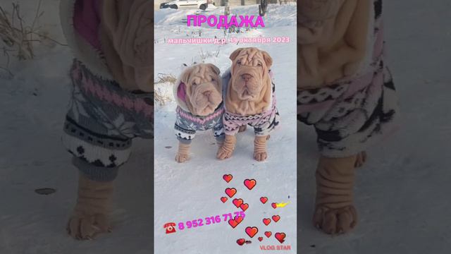 Щенки шарпея ПРОДАЖА ☎️ 89523167175, ватсап, вайбер смотреть онлайн