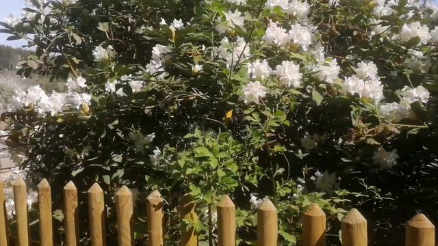 our house covered by beautiful Rhododendron white blossoms, indeed very beautiful. смотреть онлайн