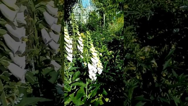 Наперстянка, секреты ухода, королева тенистых уголков!!!