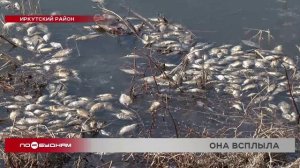 Массовая гибель рыбы произошла на одном из водоёмов в Иркутском районе