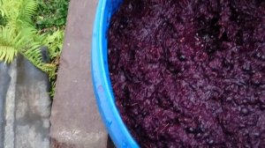 Изготовление домашнего вина из винограда "Молдова" часть 1