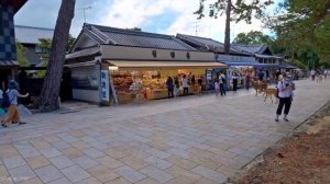 Nara, Japan - 21:9 Ultrawide 4K HDR - Deer in Nara Park - Cinematic Short