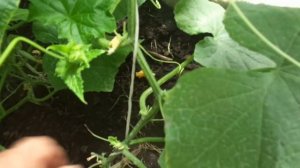 ПОЧЕМУ У  ОГУРЦОВ ЖЕЛТЕЮТ, ЗАСЫХАЮТ И ОТВАЛИВАЮТСЯ ЗАВЯЗИ? Ольга Чернова.