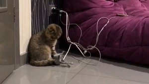 Ура! У нас прибавление в семействе! Вислоухий шотландский котёнок // Скоттиш фолд // Scottish fold