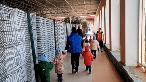 Адлер, санаторий "Южное Взморье": группа "туристов" и сотни чаек на пляже, февраль 2024.