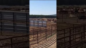 Откорм-площадка для откорма бычков в Казахстане.Перенимаем опыт