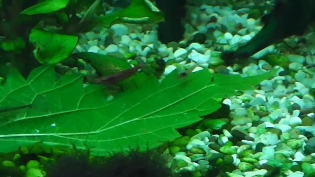 Лакомство для аквариумных креветок - крапива. смотреть онлайн