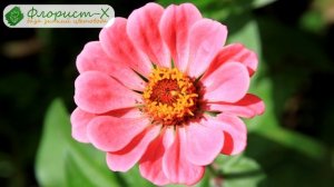 ? Посадка цинии и уход в саду: подкормка и прищипывание цинии