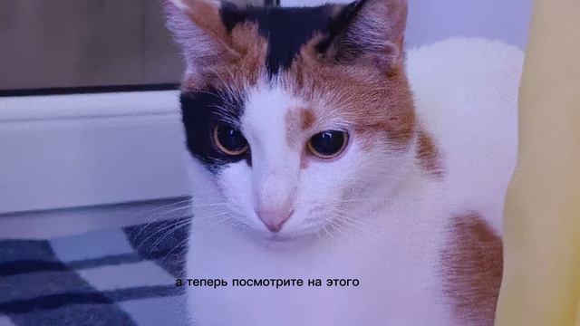 Что здесь происходит.. смотреть онлайн