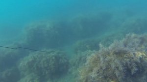 Подводная охота Крым 2019