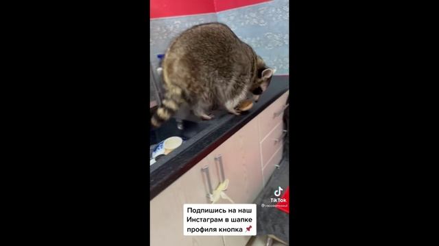 Деревенская Красотка, психованый Енот, Анекдот 18+ про супругов#приколы2022 #приколы #юмор #треш