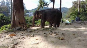 Таиландские слоны, пад тай и секретный пляж! Elephant Sanctuary, Thai, Phuket