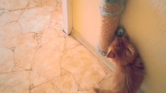 Рыжие чудо Сильвестр ( Мейн-Кун 1мес) смотреть онлайн