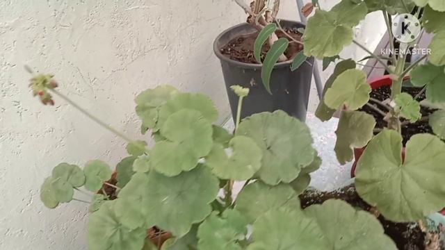 Сад в горшке. смотреть онлайн