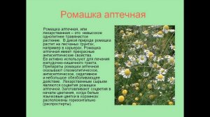 Познавательная видео-программа "Лечебные травы"