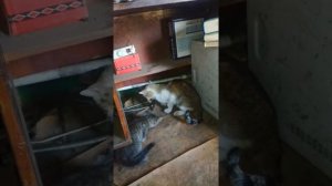 Русская кошка поймала гадюку и принесла детям