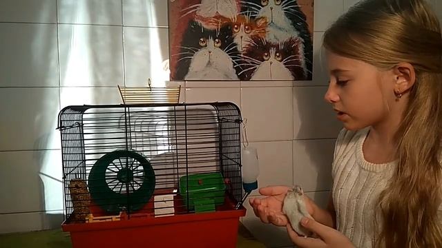Уборка клетки у хомяка. Джунгарский хомяк