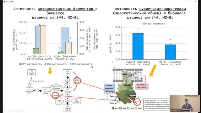 Особенности антиоксидантной защиты отдельных представителей пеннатных диатомовых водорослей