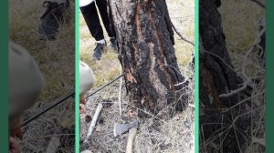 Занятие на тему " Таксация леса"