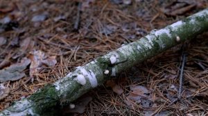 ГРИБ ТРУТОВИК. ГРИБЫ НА ДЕРЕВЬЯХ И ПНЯХ. ЛЕЧЕБНЫЕ СВОЙСТВА ГРИБОВ