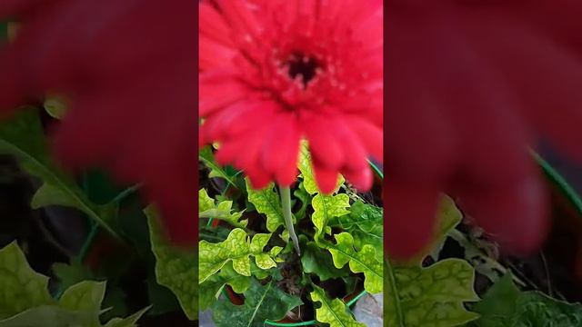 KRP garden gerbera Daisy flower(red)