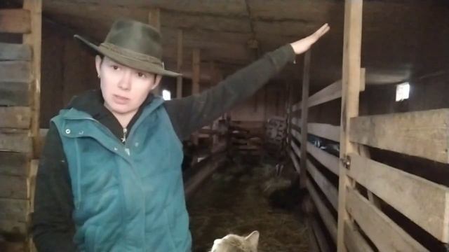 экономичеый и простой СЕННИК для КОЗ и ОВЕЦ. Какой должен быть сенник, какой выбрать смотреть онлайн