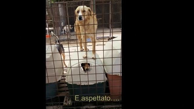 Cafelatte - versione italiano