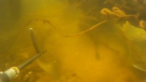 Зимовальные ямы!подводная охота 2019.