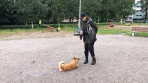Тренировка с корги