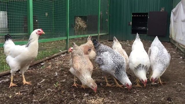 Юрловские куры(молодки)6месяцев смотреть онлайн