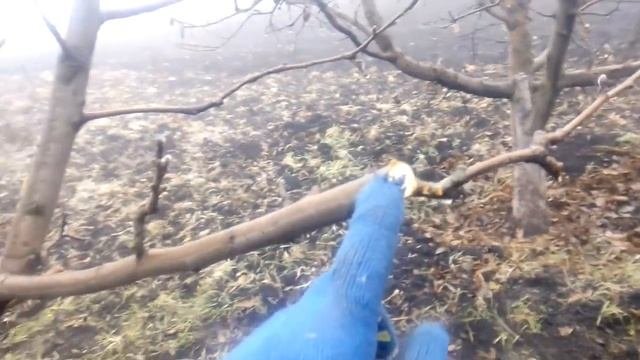 О СРОКАХ ОБРЕЗКИ И ОБРАБОТКЕ СРЕЗОВ.