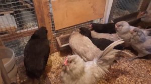 Мои куры породы Амераукана.