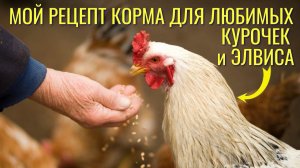 Из чего я делаю кормовую смесь для своих кур несушек и Элвиса. Курятник на даче