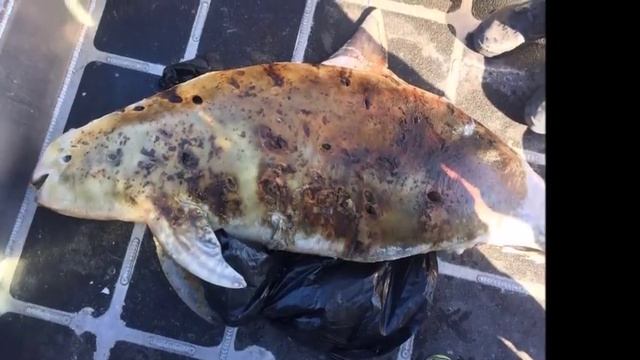 Restaurante exclusivo de Polanco vende Totoaba como platillo смотреть онлайн