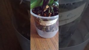 Обзор цветения белой орхидеи  #Diamant Орхидея #Диамант