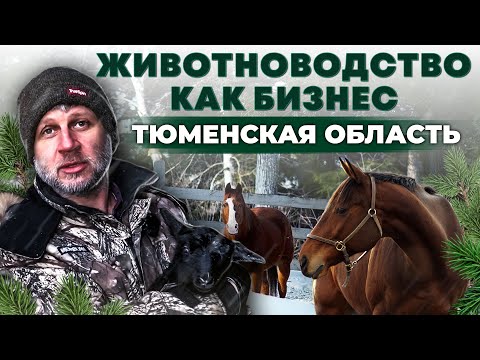 Как сделать прибыльную ферму? Заработок на животноводстве. Тюменская область | Андрей Даниленко.