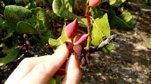 Больное фисташковое дерево.