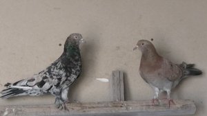 Обзор мраморных широкохвостых голубей! #marble #pigeons