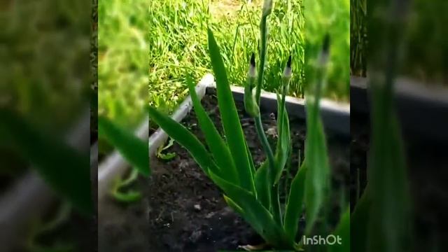 Часть 12. Земля перегной- подземная теплица.